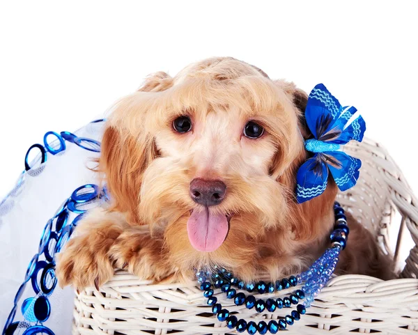 Cão decorativo com ornamento azul em uma cesta branca — Fotografia de Stock