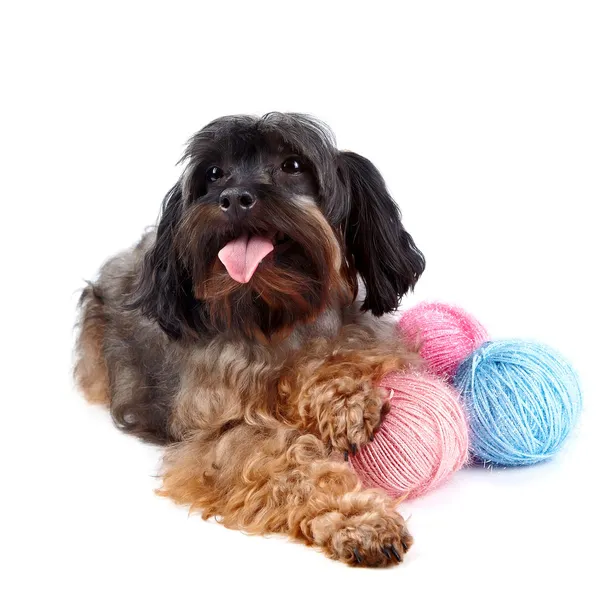 Декоративные Пушистая собака и шерстяные шарики — стоковое фото