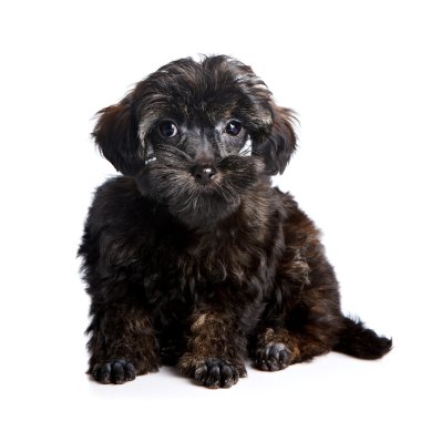 Beyaz arka planda küçük bir köpek yavrusu.