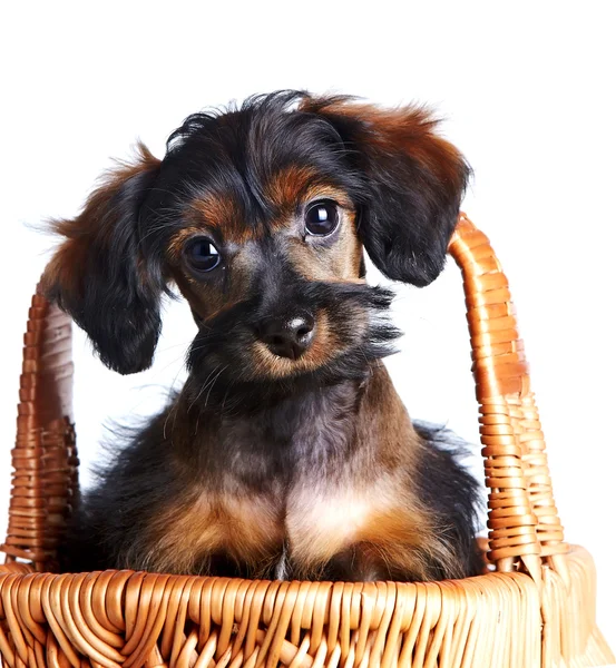 Retrato de um cachorrinho em uma cesta. — Fotografia de Stock