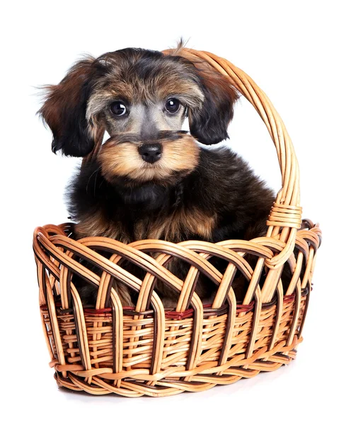 Small puppy in a wattled basket. — Stock Photo, Image