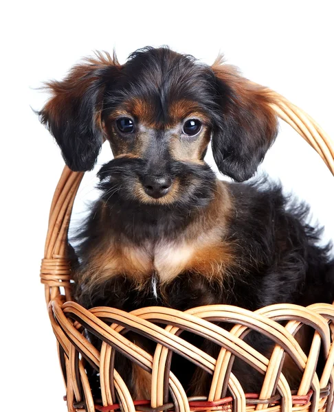 Retrato de um filhote de cachorro em uma cesta wattled . — Fotografia de Stock