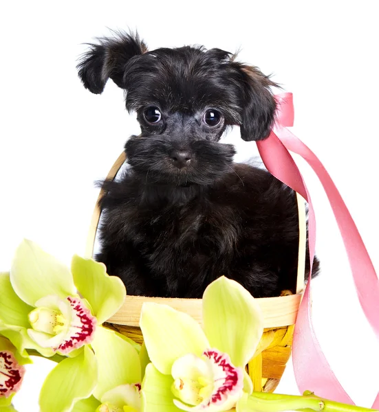 Portrait of a puppy in a basket with orchids. — Stock Photo, Image