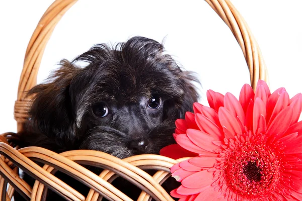 Porträt von einen Welpen in einem Korb mit einer roten Blume. — Stockfoto