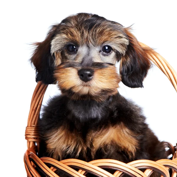 Portrét pěkné štěně v wattled košíku. — Stock fotografie