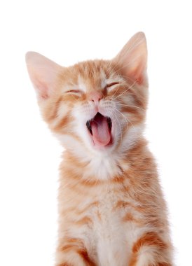 Portrait of a red yawning kitten.