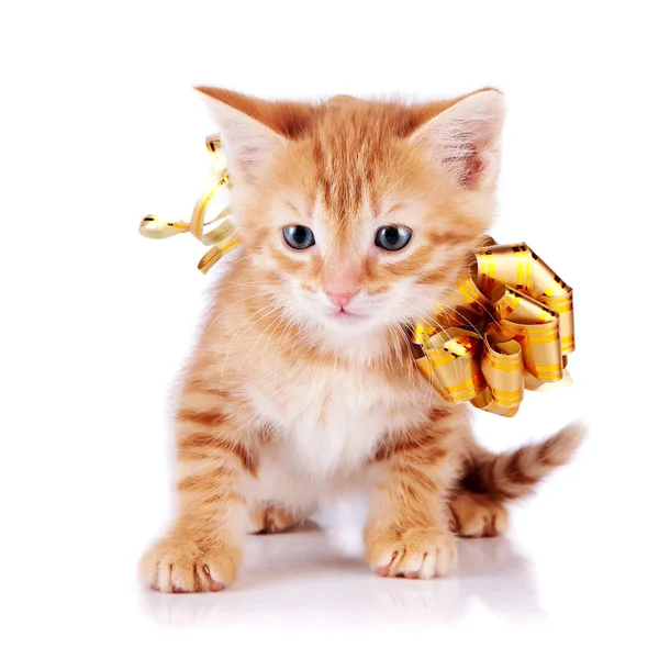 Red kitten with a gold bow. — Stockfoto