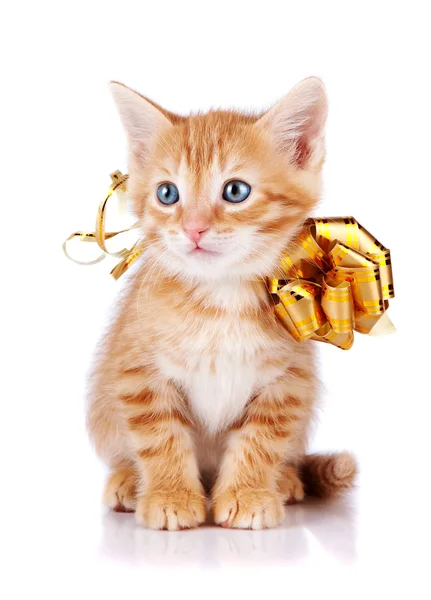 Gatito rayas rojo con un lazo de oro. — Foto de Stock
