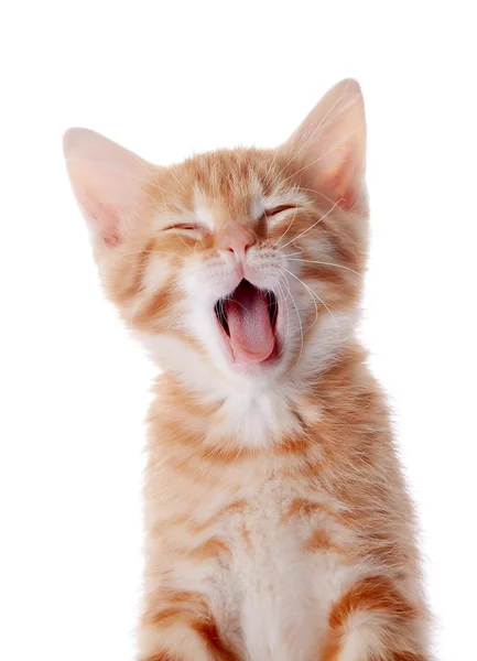 Portrait of a red yawning kitten. — Stok fotoğraf