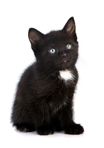 Siyah küçük yavru kedi. — Stok fotoğraf