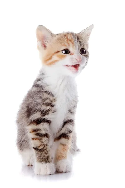 Multi-colored mewing kitten. — Stock Photo, Image