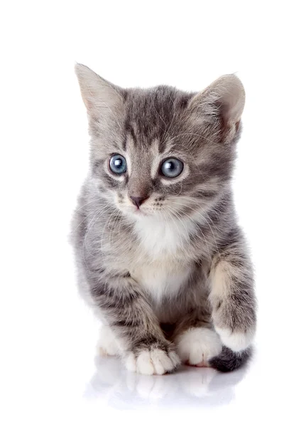 Gray striped kitten. — Stock Photo, Image