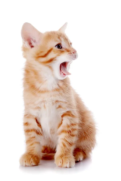 Small a red yawning kitten. — Stock Photo, Image