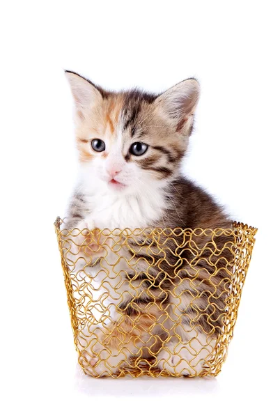 Multi-colored kitten in a gold basket. — Stock Photo, Image