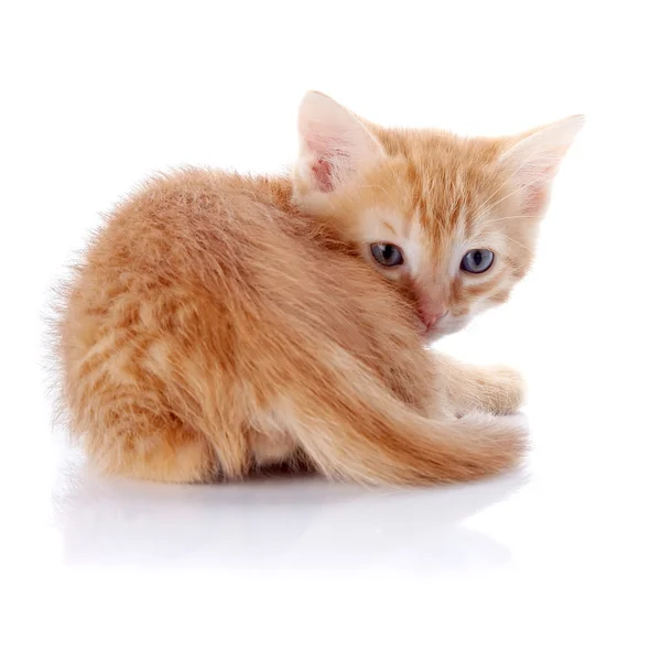 Pequeno um gatinho vermelho sobre um fundo branco. — Fotografia de Stock