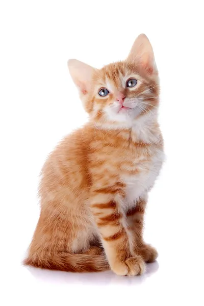 Rode kitten. — Stockfoto