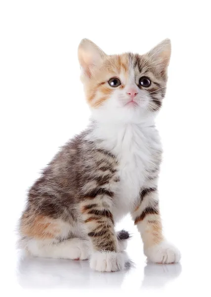 Multi-colored pequeno gatinho senta-se sobre um fundo branco. — Fotografia de Stock