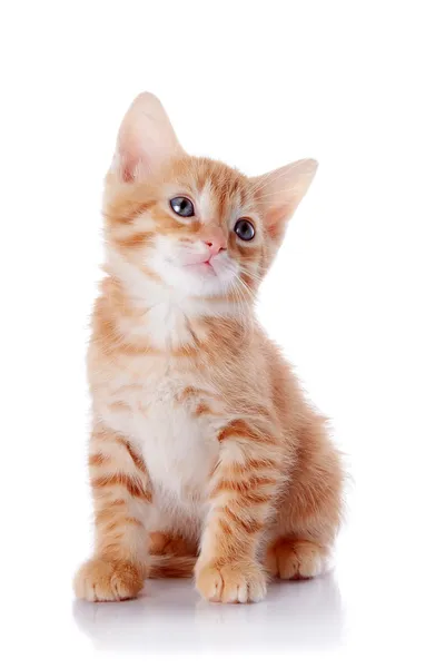 kırmızı çizgili kedicik.