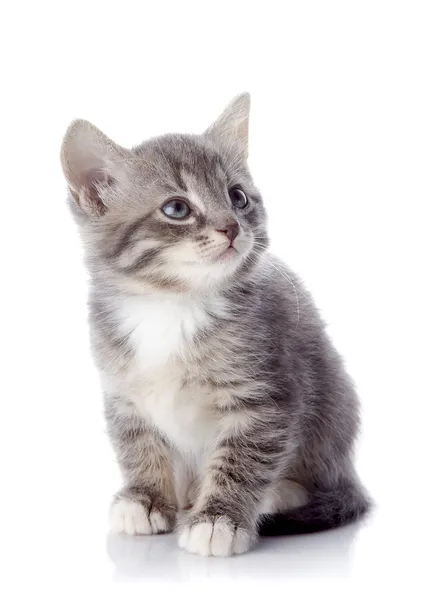 El gatito rayado gris se sienta — Foto de Stock