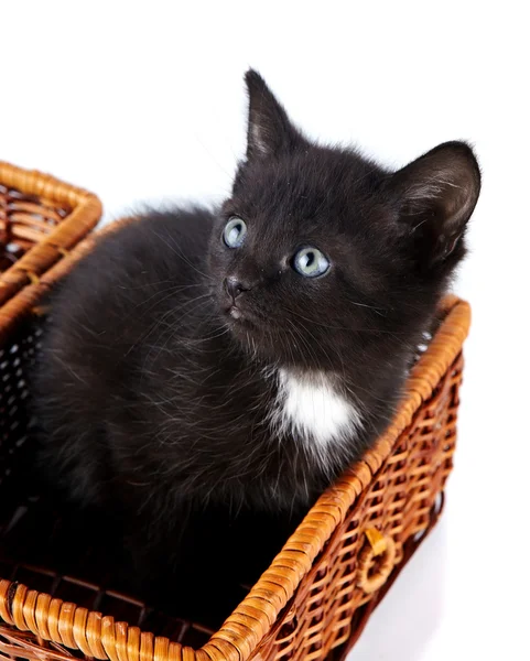 Zwarte kleine kitten in een rieten mand. — Stockfoto