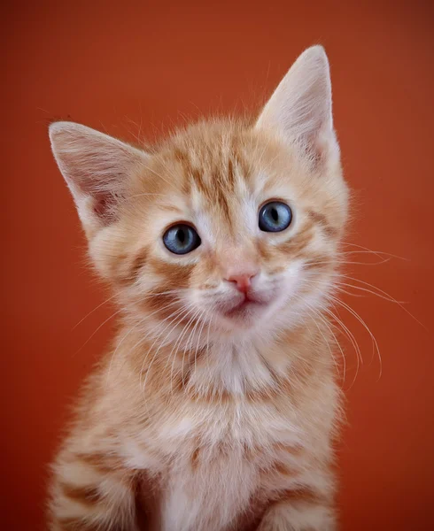 Retrato de um gatinho vermelho . — Fotografia de Stock