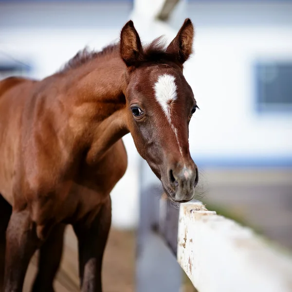 Foal with an asterisk on a forehead. — Stock Photo, Image