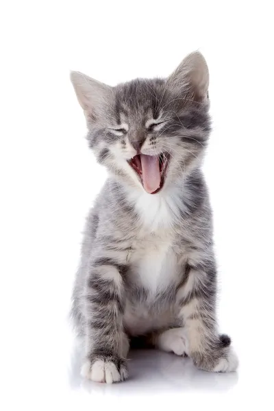Sbadigliare gattino grigio. — Foto Stock