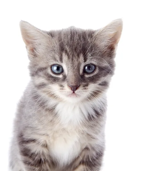 Portrait of an angry gray kitten. — Stock Photo, Image