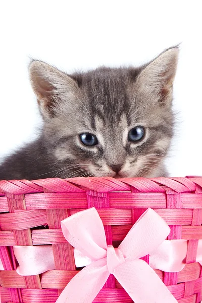 Grijze katje in een roze mand met een boog. — Stockfoto