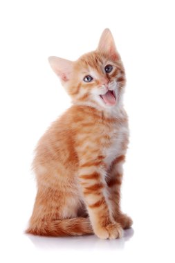 Kırmızı şeritli esneme yavru kedi.