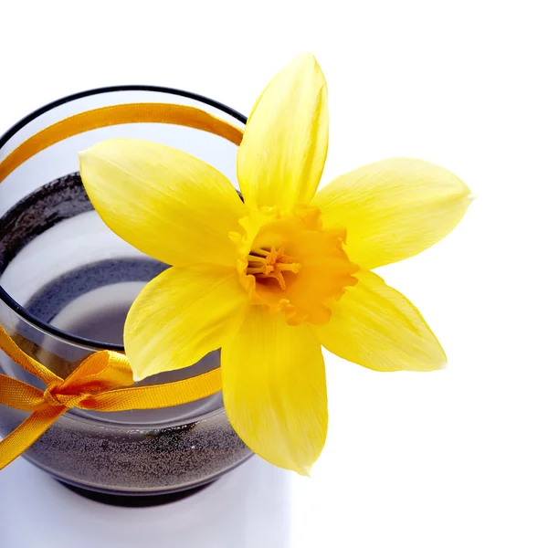 Flor de Narciso em um vaso com uma fita. — Fotografia de Stock