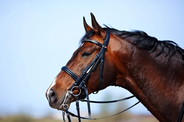 Retrato de um cavalo marrom de esportes . — Fotografia de Stock