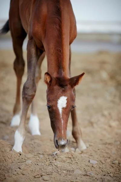 Foal with an asterisk on a forehead. — Stock Photo, Image