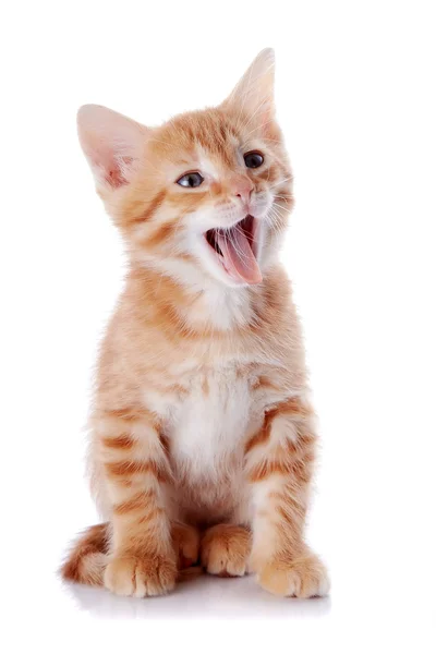Red yawning kitten. — Stock Photo, Image