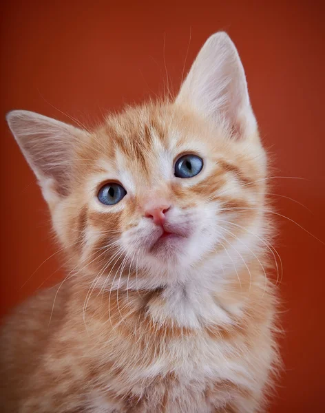 Mavi gözlü kırmızı bir arka plan üzerinde kırmızı kedi yavrusu. — Stok fotoğraf