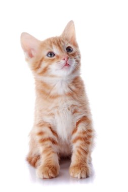 kırmızı çizgili küçük yavru kedi.