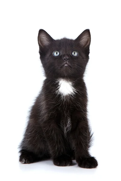 Negro gatito pequeño . — Foto de Stock
