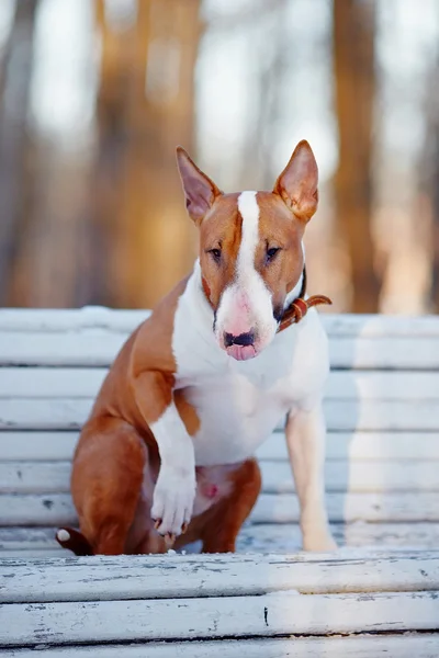 The red bull terrier sits on a bench. — Stock Photo, Image