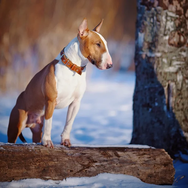 Bull terrier on walk in park. — Stock Photo, Image