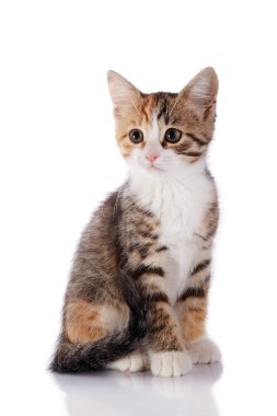 Beyaz bir arka plan üzerinde renkli kedi yavrusu.