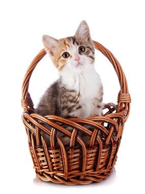 gerdanlı sepet içinde kedi yavrusu.