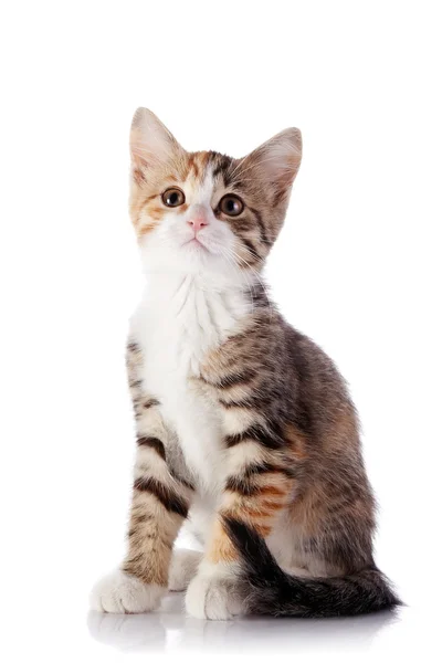 Multi-colored kitten. — Stock Photo, Image