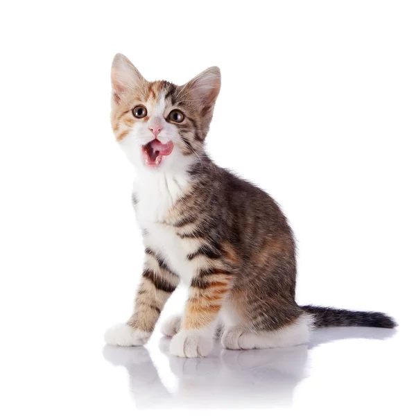 Lecken Lippen bunte Kätzchen. — Stockfoto