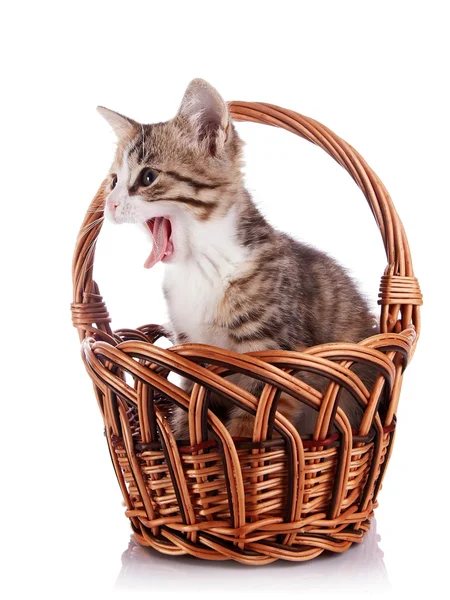 Yawning kitten in a wattled basket. — Stock Photo, Image