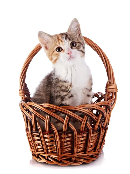 Kitten in a wattled basket. — Stock Photo, Image
