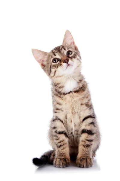 Das gestreifte kleine Kätzchen sitzt auf einem Hintergrund. — Stockfoto