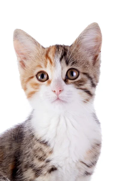 Retrato de um gatinho multicolorido . — Fotografia de Stock