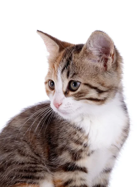 Portrait of a small kitten. — Stock Photo, Image