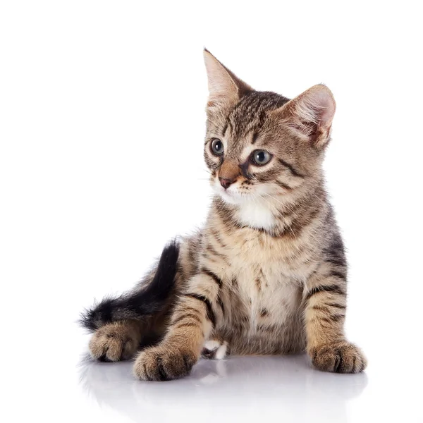 Piccolo gattino a strisce . — Foto Stock