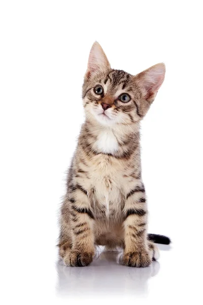 The striped small kitten sits on a white background. — Stock Photo, Image